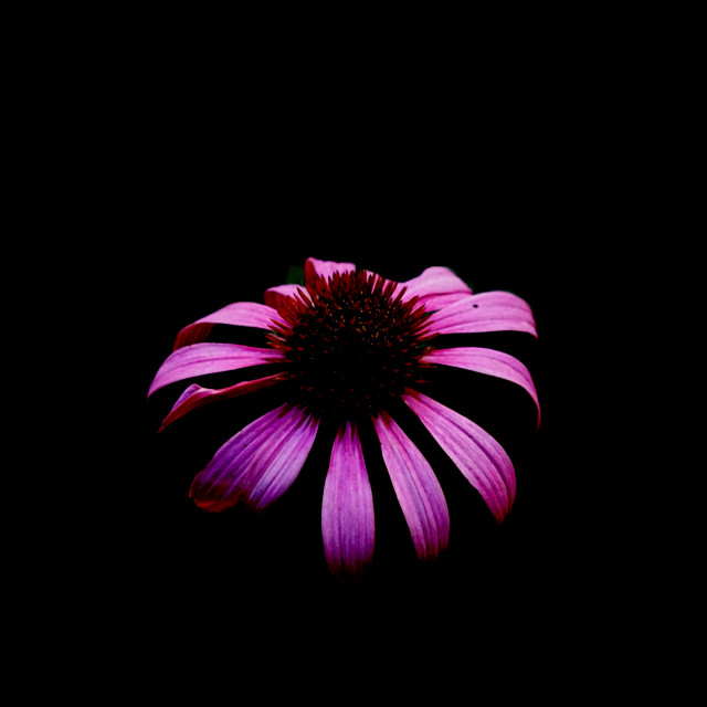 "Purple coneflower" stock image