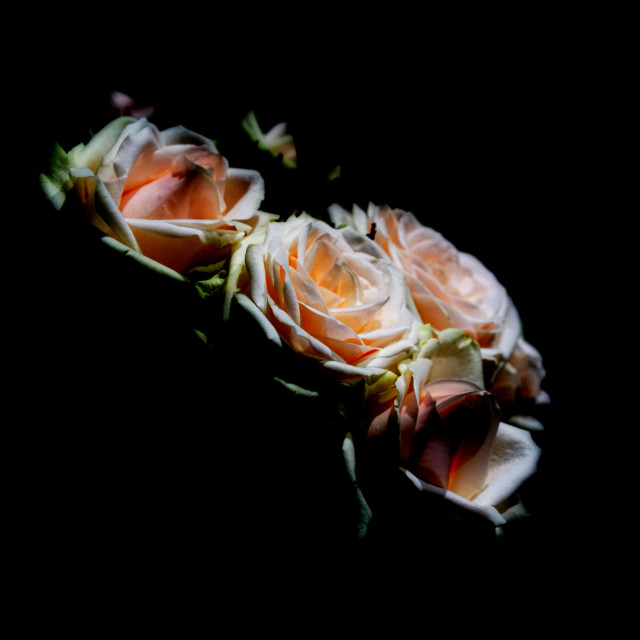 "Roses" by Amit Mendelsohn - $62.97 "Roses" stock image
