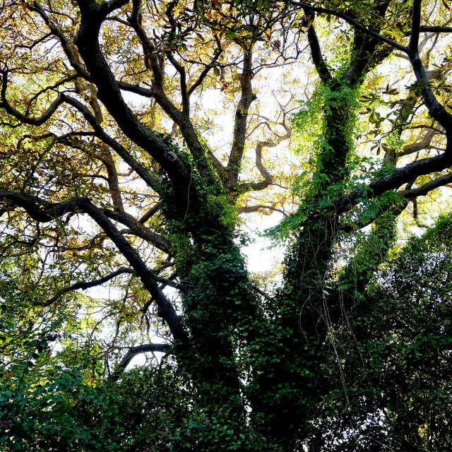 "A tree in the jungle" by Amit Mendelsohn - £50.00 "A tree in the jungle" stock image