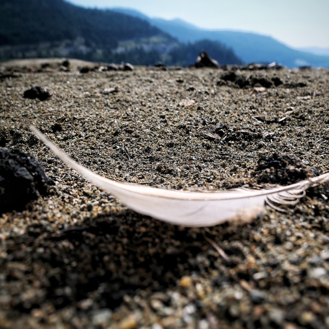 "Feather on the beach" by MLLL Photography - $19.01 "Feather on the beach" stock image