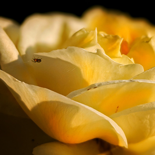 "Yellow rose" by MLLL Photography - $17.75 "Yellow rose" stock image