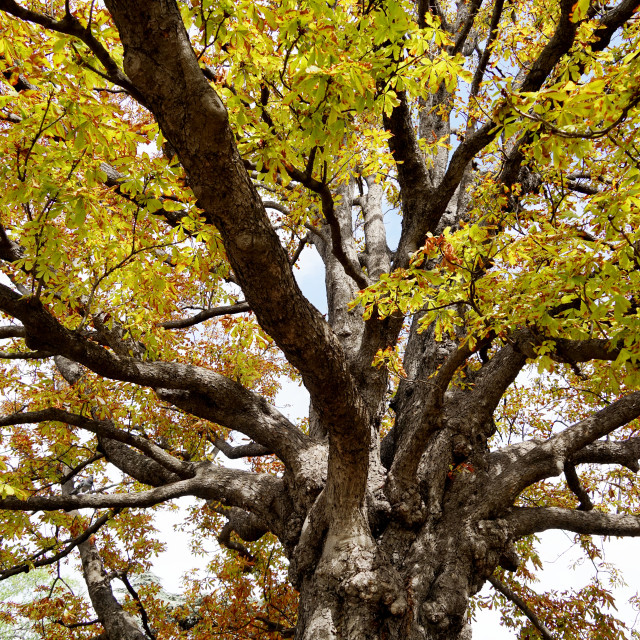 "Chestnuts tree" by Amit Mendelsohn - £50.00 "Chestnuts tree" stock image