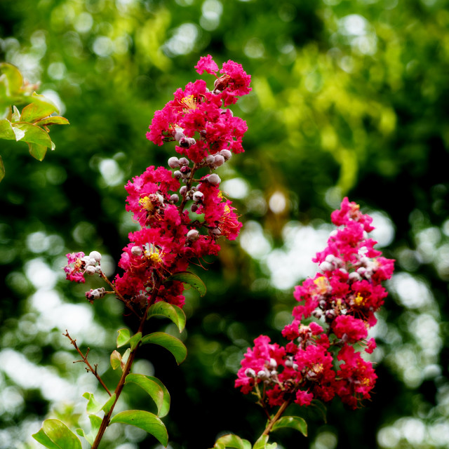 "Crape Myrtle" by Amit Mendelsohn - £50.00 "Crape Myrtle" stock image