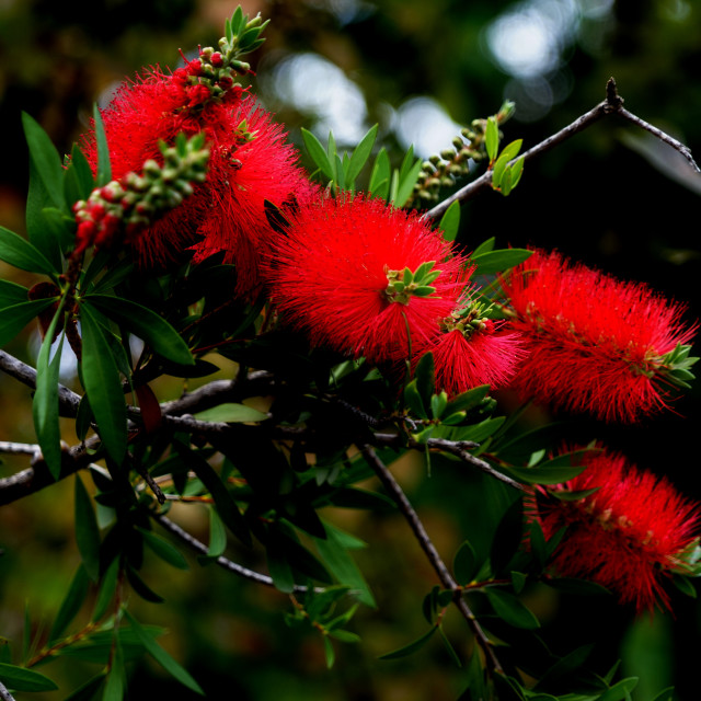 "Callistemon speciosus" by Amit Mendelsohn - £50.00 "Callistemon speciosus" stock image