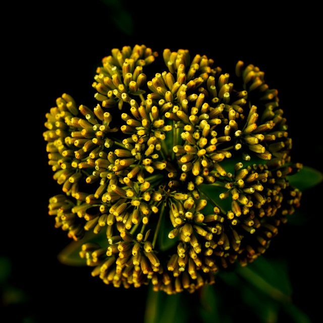 "Greater Bur-marigold" by Amit Mendelsohn - £50.00 "Greater Bur-marigold" stock image