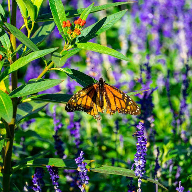 "Butterfly" by BTG Photographer - $2.78 "Butterfly" stock image