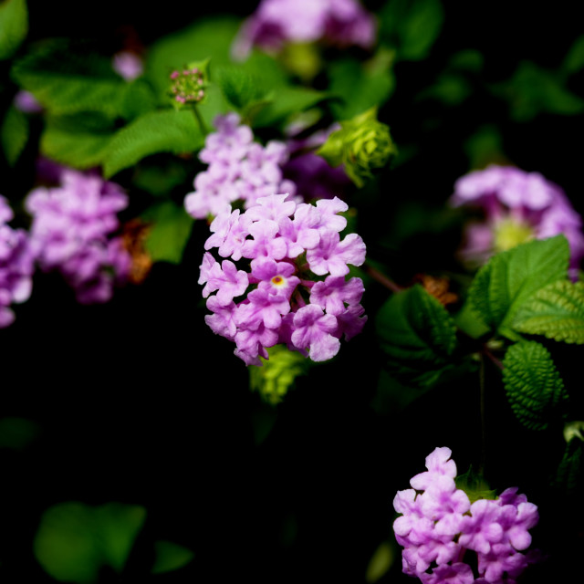 "Pink Lantana" by Amit Mendelsohn - £50.00 "Pink Lantana" stock image