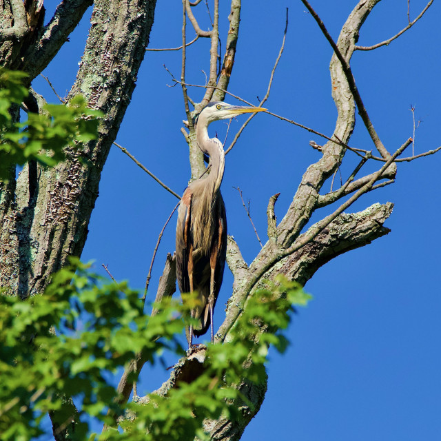 "Great Blue Heron in a Tree" stock image