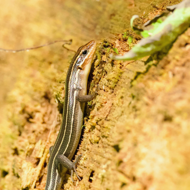 "Five Lined Skink" stock image