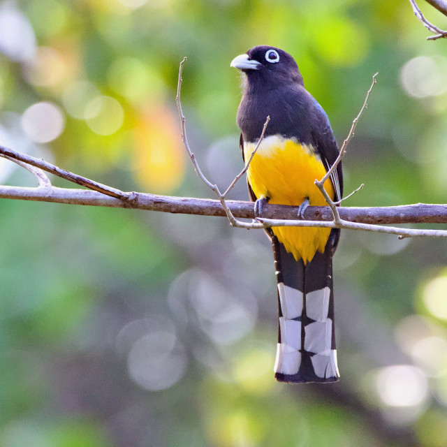 "Black-headed Trogon" stock image