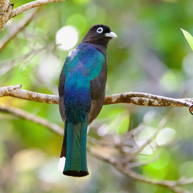 "Black-headed Trogon" stock image