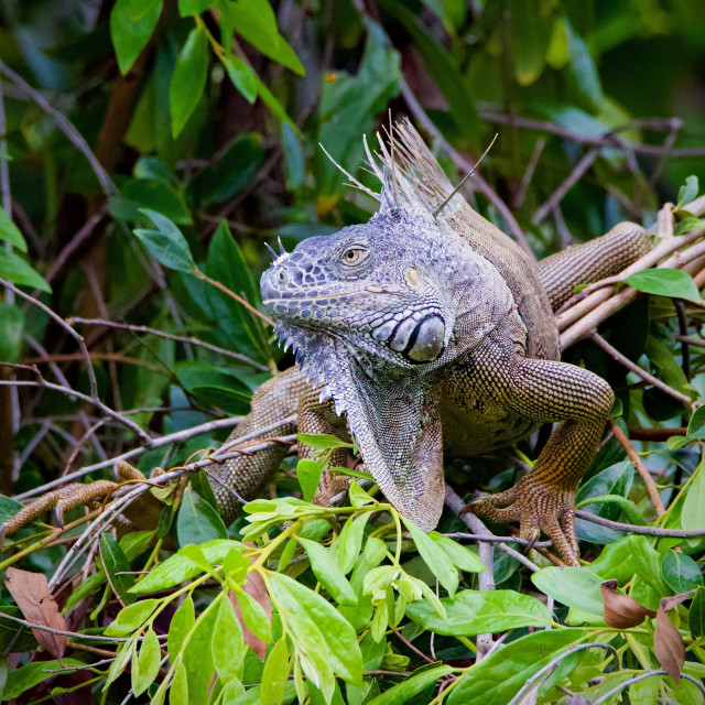 "Green Iguana" stock image