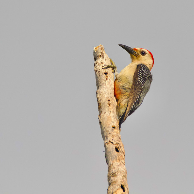 "Golden-fronted Woodpecker" stock image