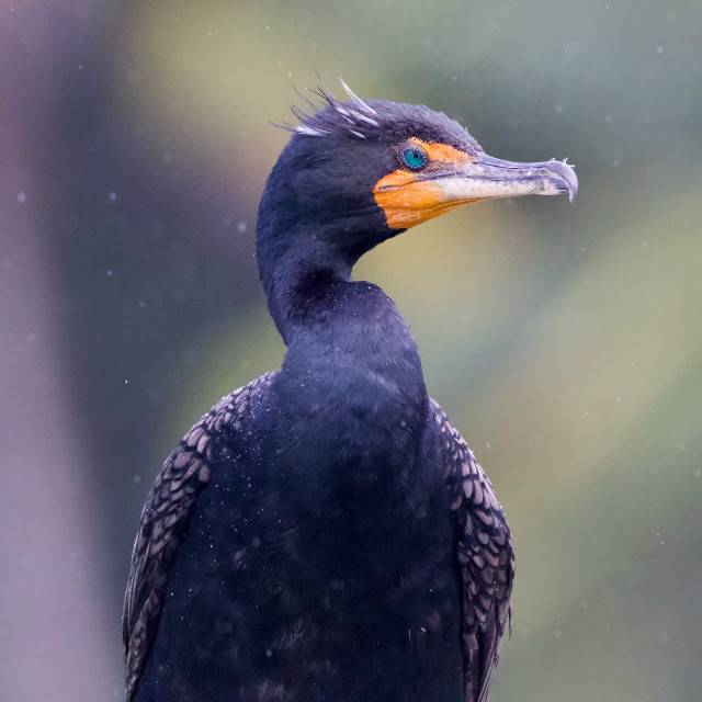 "Golden-crested Cormorant" stock image