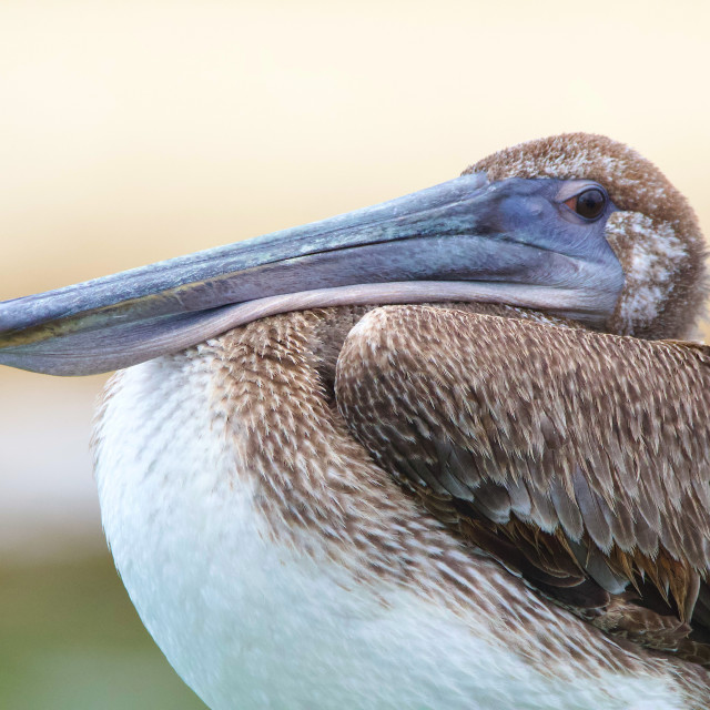 "Brown Pelican" stock image