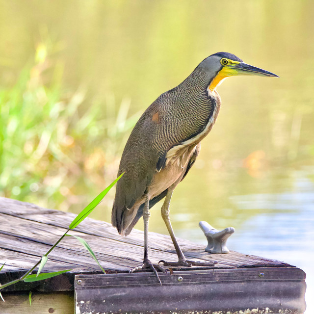 "Bare-throated Tiger Heron" stock image