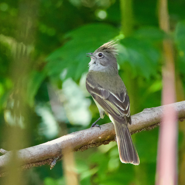 "Yellow-bellied Elaenia" stock image