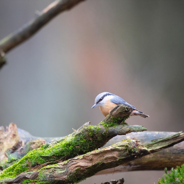 "Eurasian Nuthatch in forest" stock image