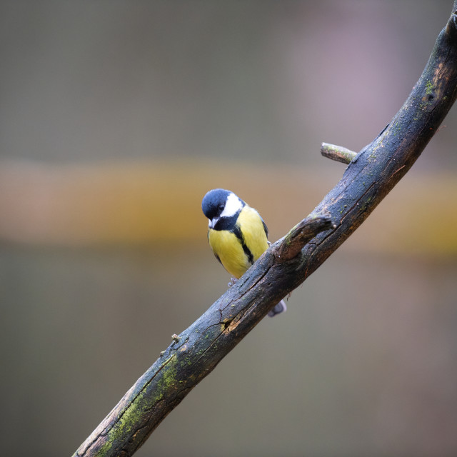 "Great tit in forest" stock image