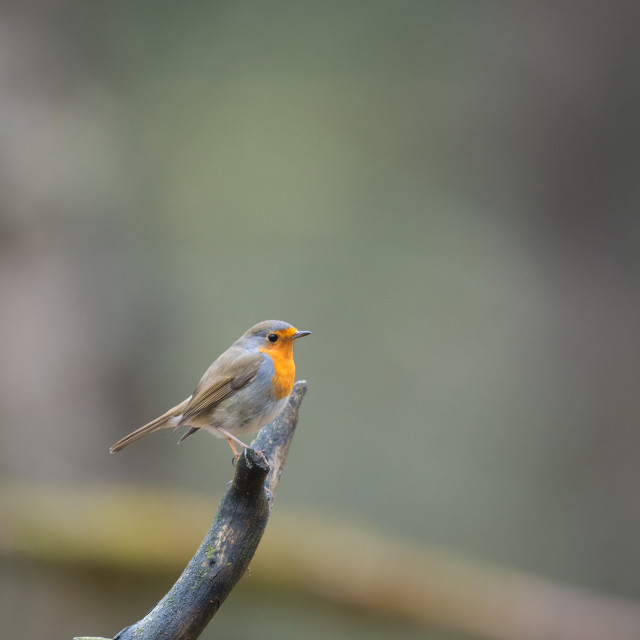 "European Robin in forest" stock image