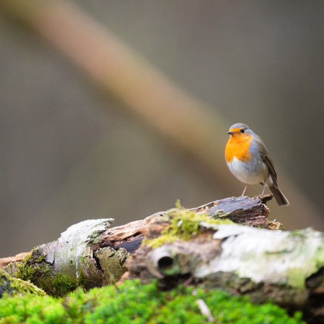 "European Robin in forest" stock image