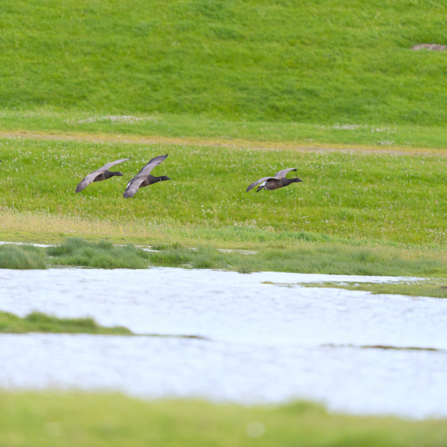 "Flying Geese in Holland" stock image