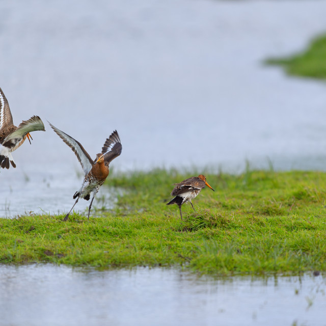 "black-tailed godwits in water" stock image