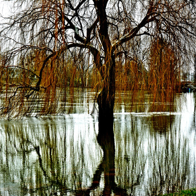 "A weeping willow" stock image