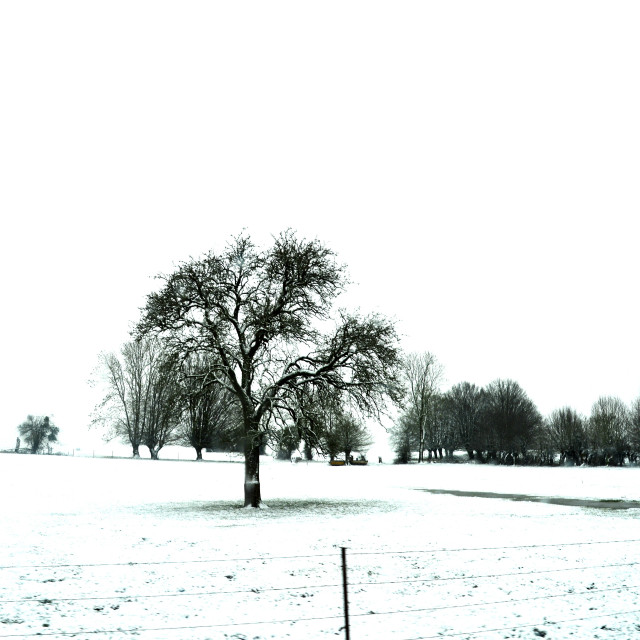 "A lonely tree in the snow" stock image