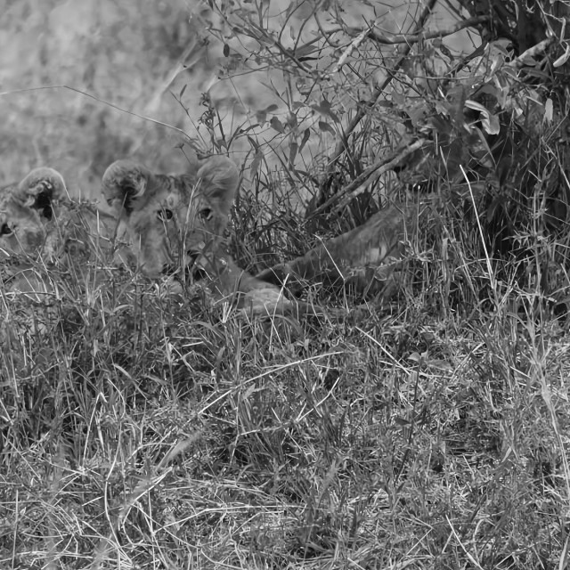 "Lion Circle of Life - 2" stock image