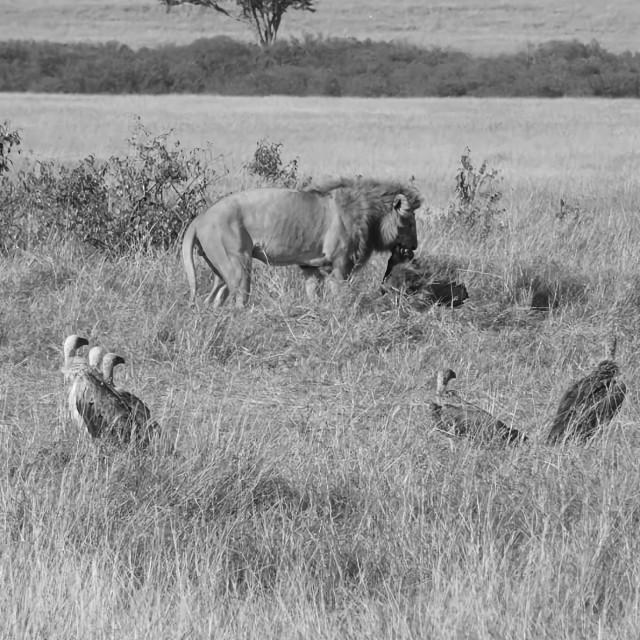 "Lion Circle of Life - 11" stock image