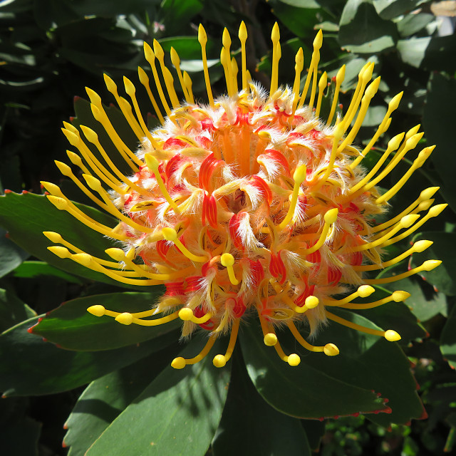 "The Pincushion Protea" stock image