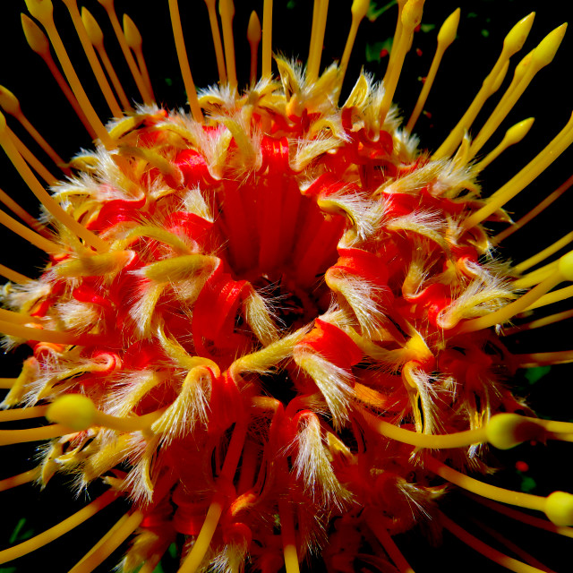 "Pincushion Protea" stock image