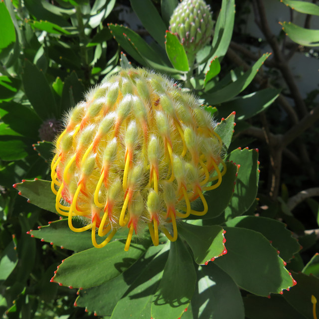 "Protea" stock image