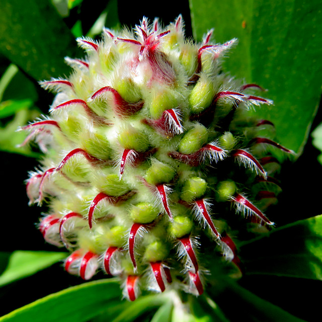 "Protea" stock image