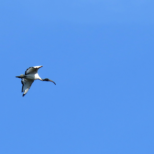 "Sacred Ibis" stock image