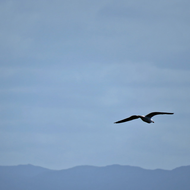 "The Gull" stock image