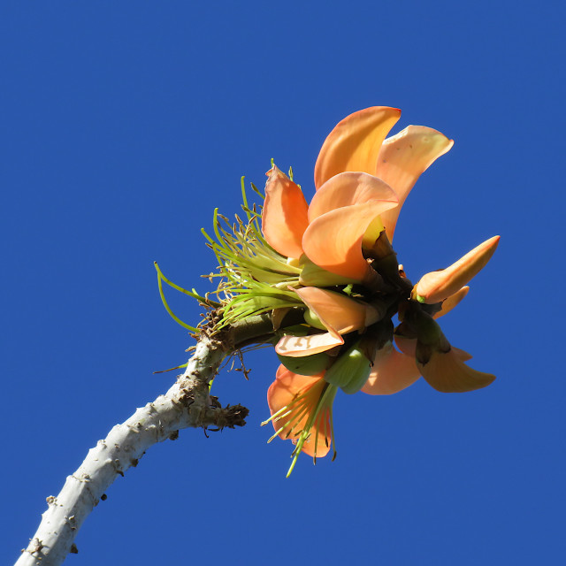 "Corral Tree Flower" stock image