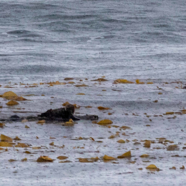 "Sea Otter, Sitka, Alaska" stock image
