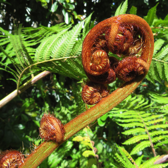 "Prehistoric Plant" stock image