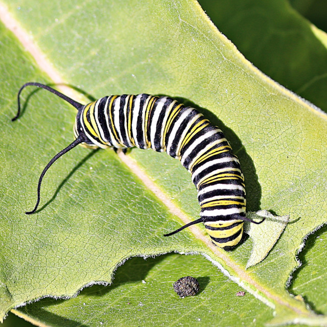"Monarh Caterpiller." stock image