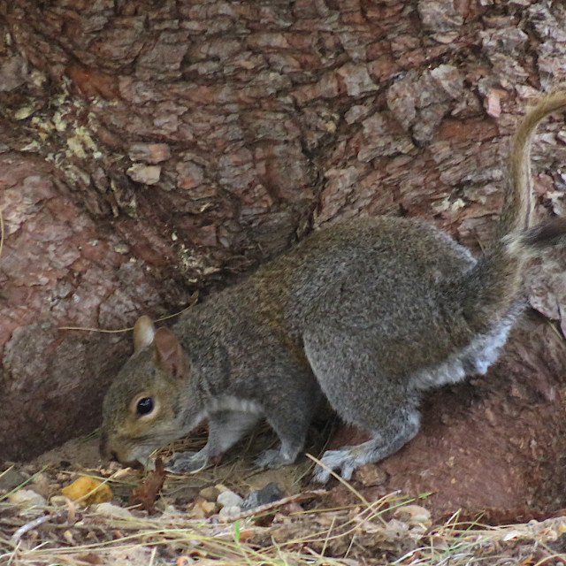 "Squirrel" stock image