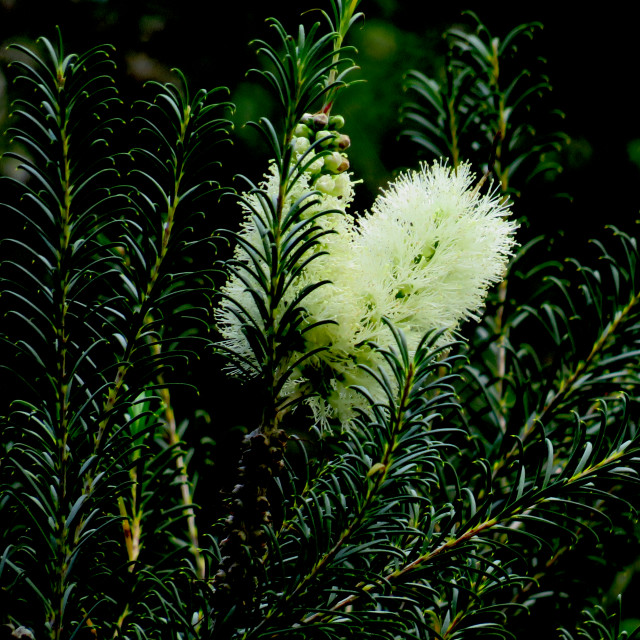 "Fynbos" stock image