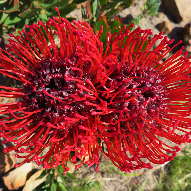 "Pincushion Protea 1" stock image