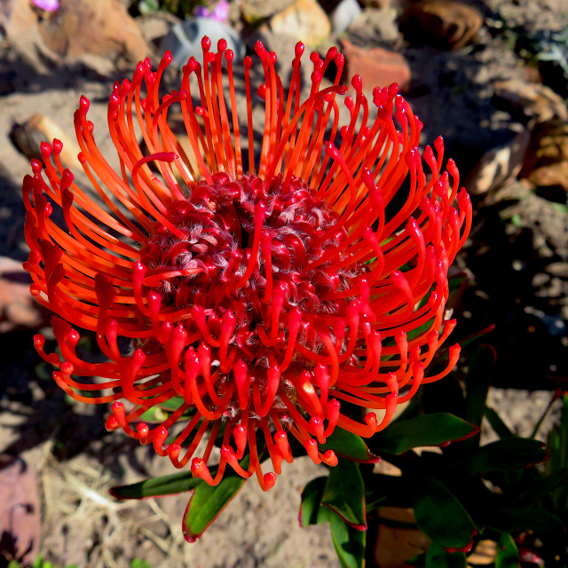 "Pincushion Protea2" stock image