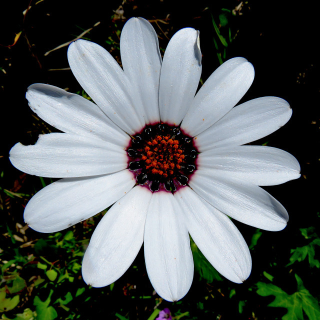 "Daisy 1" stock image