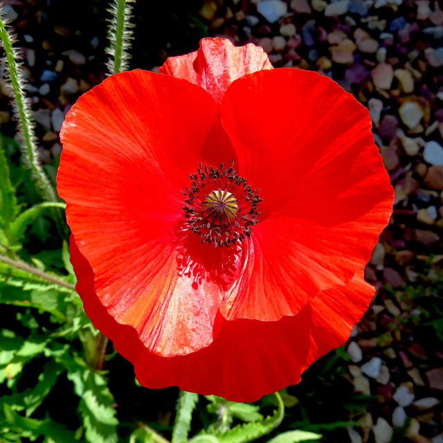 "Poppy1" stock image