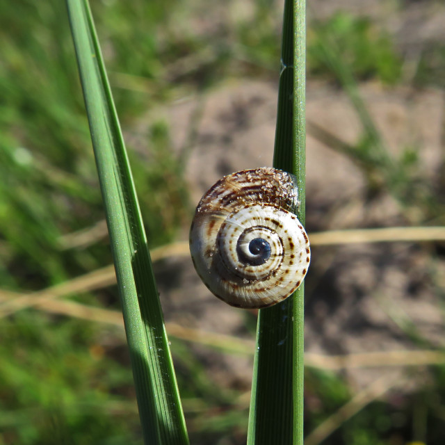 "Sacred Snail" stock image