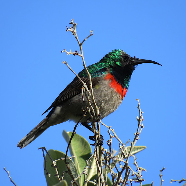 "Sunbirds^" stock image