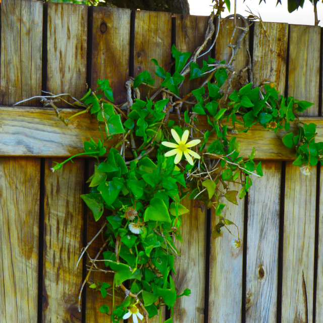 "Sittin' on the Fence" stock image